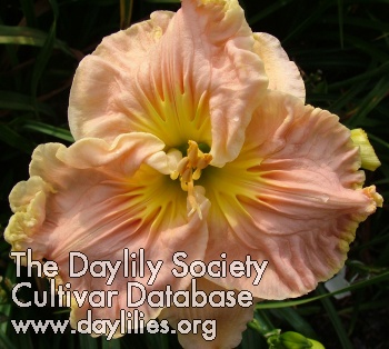 Daylily Dixie Sweetheart